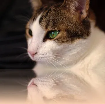 彩票百度 App 界面